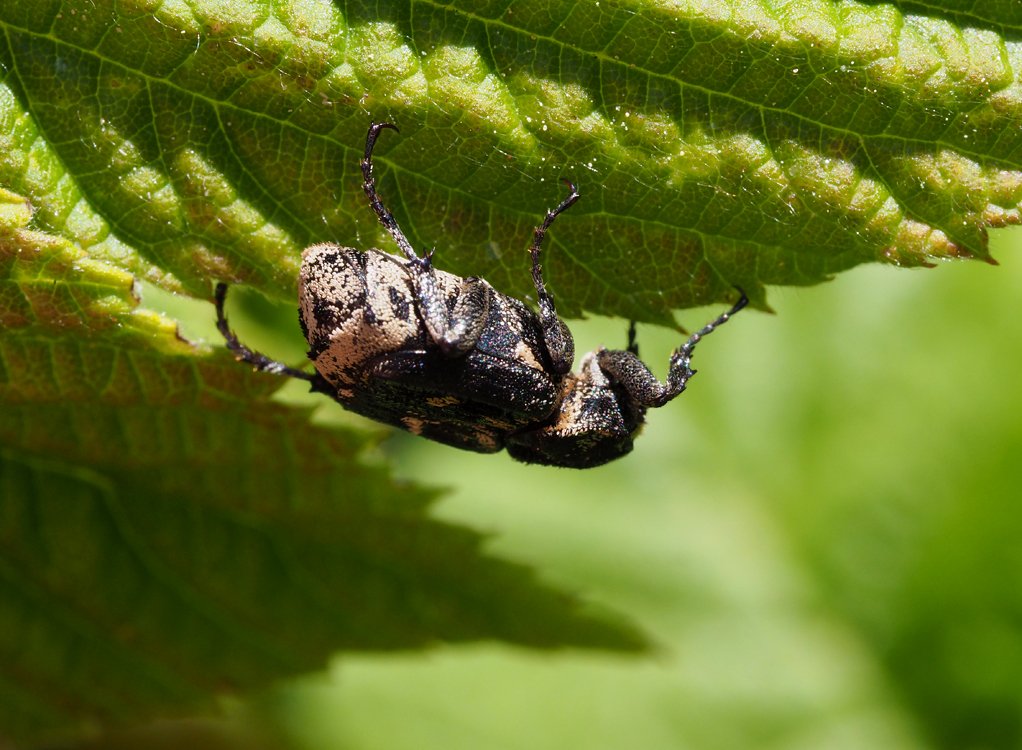 /Valgus hemipterus, sameček.