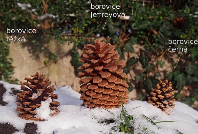 Borovice Jeffreyova