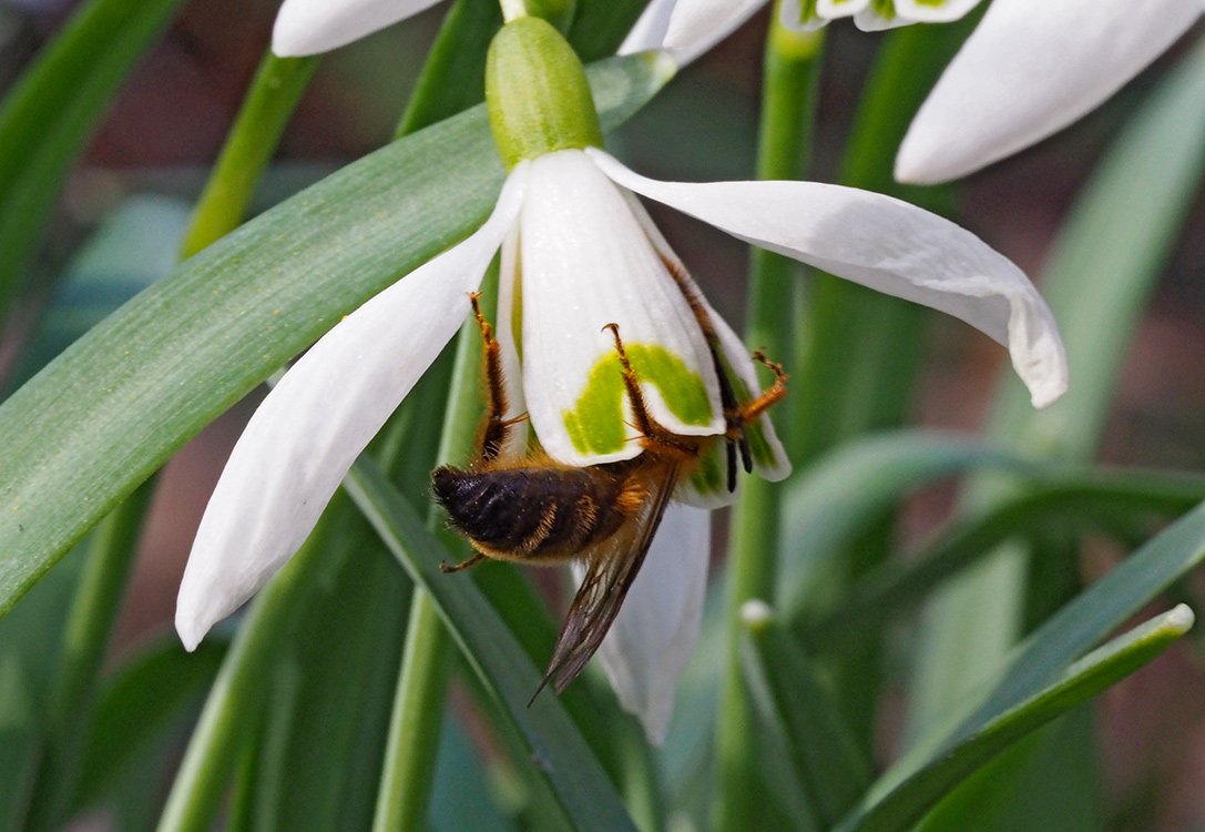 /Sněženka s hmyzím opylovatem uvnitř květu.