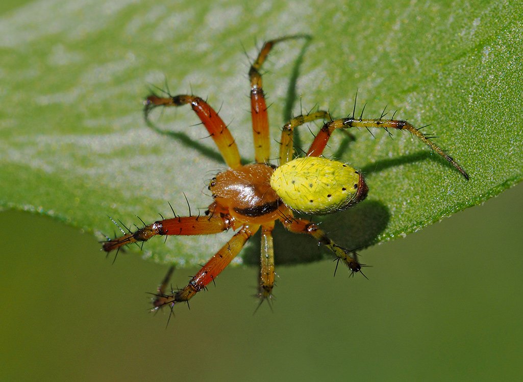 /pavouk-Araniella-samec