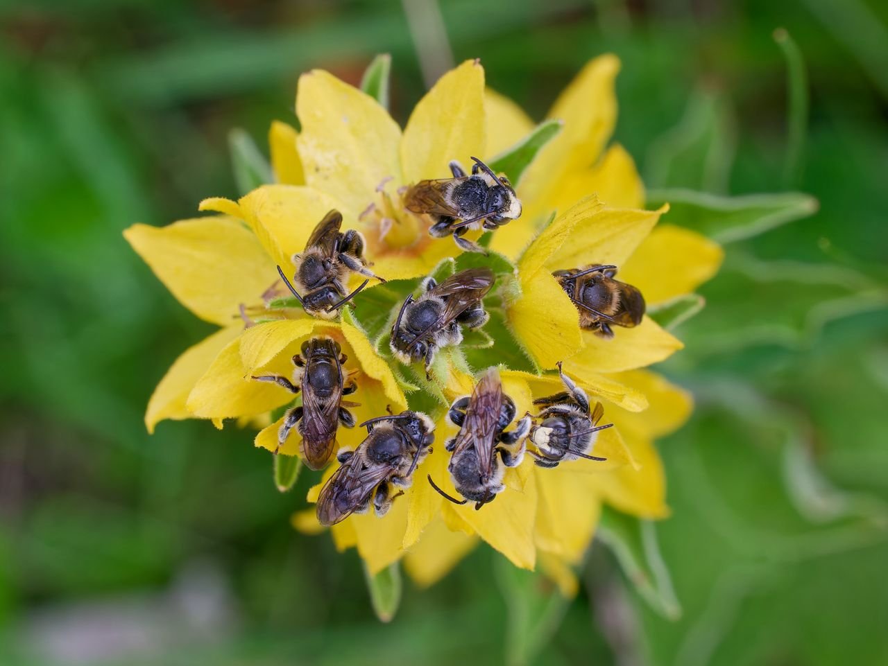 /Macropis fulvipes - samečkové se rádi shromažďují na vrbině tečkované. Foto Radim Herman. /Macropis fulvipes - samečkové se rádi shromažďují na vrbině tečkované. Foto Radim Herman.