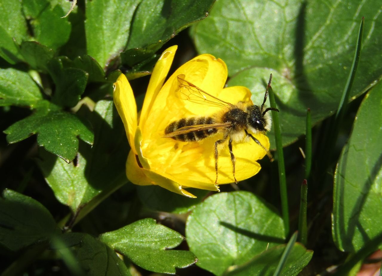 /Andrena gravida, sameček na květu orseje. Foto David Říha