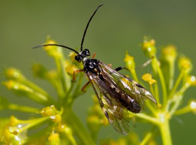 Tenthredopsis  -  pilatka