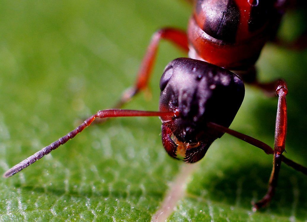 /Mravenec rodu Formica, samička, zvětšeně fotografovaná kusadla.