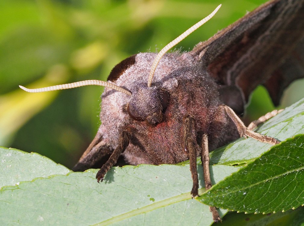 /Lišaj paví oko, hlava.