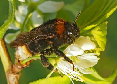 Pačmelák panenský (Psithyrus vestalis)