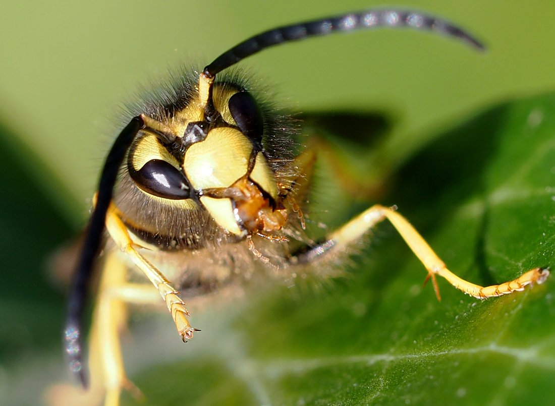 /Vespula germanica, makadla samečka.