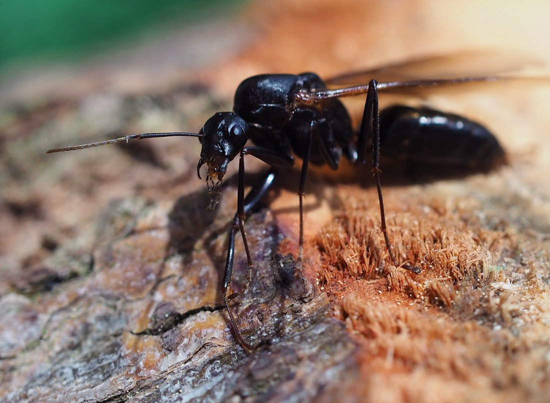 /Camponotus ligniperda, hlava samečka. /Camponotus ligniperda, hlava samečka.