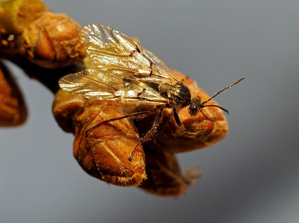 /Žlabatka dubová, lesklá křídla. /Žlabatka dubová, lesklá křídla.
