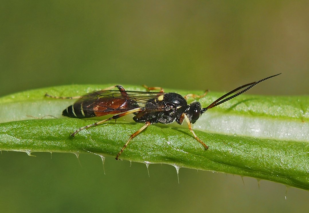 /Lumek Ctenichneumon panzeri při pohledu z boku. /Lumek Ctenichneumon panzeri při pohledu z boku.