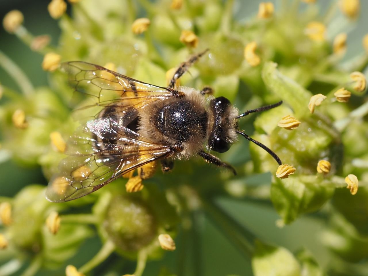 /Colletes hederae, hruď a tykadla v detailu. /Colletes hederae, hruď a tykadla v detailu.