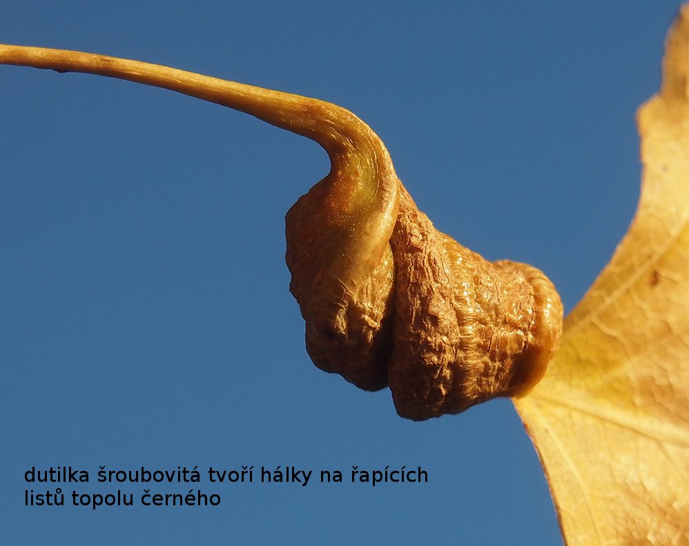 /Topol černý, listová hálka v detailu.