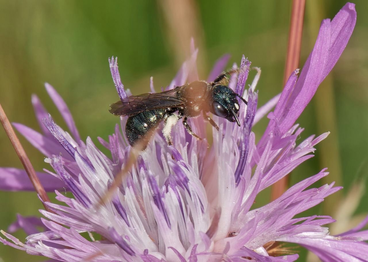 /Kyjorožka zelenavá - červenec 2025. Foto Radim Herman. /Kyjorožka zelenavá - červenec 2025. Foto Radim Herman.