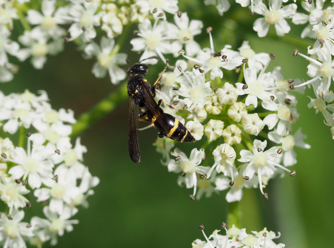 /Symmorphus bifasciatus na květech bolševníku.