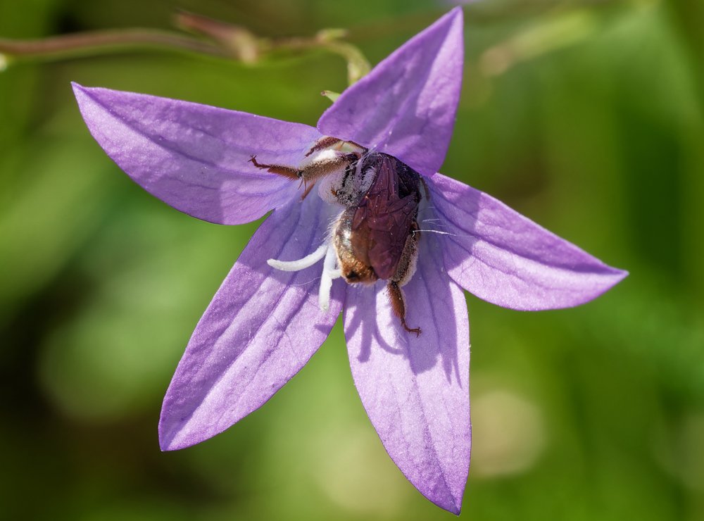 /Andrena pandellei saje nektar v květu zvonku. Řitní páska samice a sběráčky jsou hnědožluté. Foto R. Herman /Andrena pandellei saje nektar v květu zvonku. Řitní páska samice a sběráčky jsou hnědožluté. Foto R. Herman