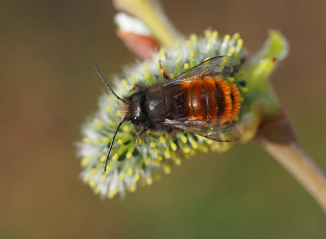 /Osmia cornuta, sameček, foto shora.