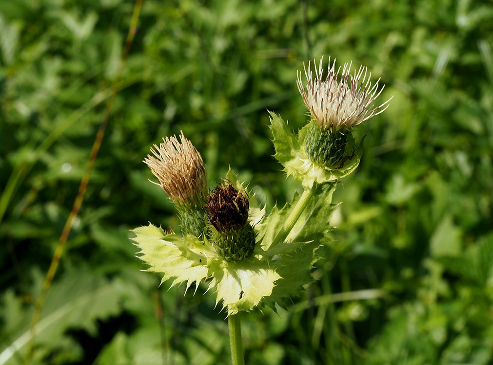 /Pcháč zelinný v září 2018.