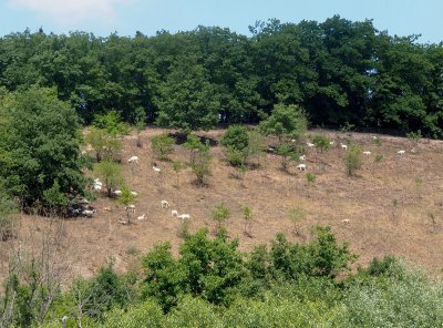 Pastva ovcí a koz může udržovat pásy travnatých ploch uvnitř zalesněné krajiny. To by zpomalovalo šíření případných lesních požárů.