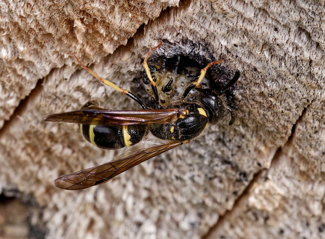 /Hrnčířka pokračuje s namáhavým sunutím ochromené larvy do svojí komůrky. Foto Radim Herman.