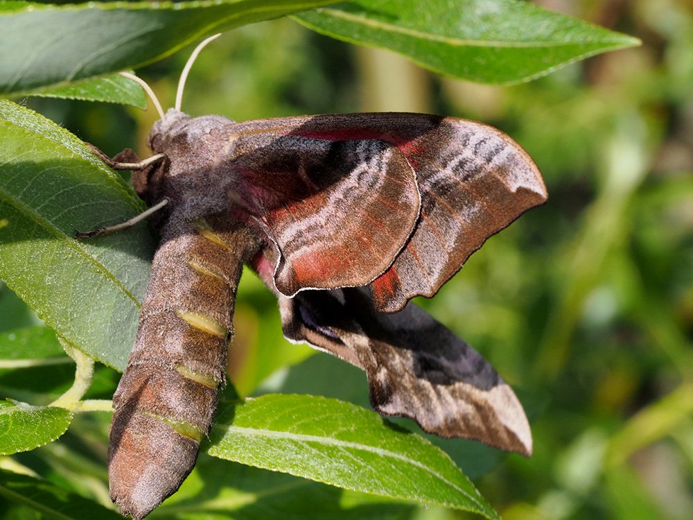 /Lišaj, křídla při pohledu zdola. /Lišaj, křídla při pohledu zdola.