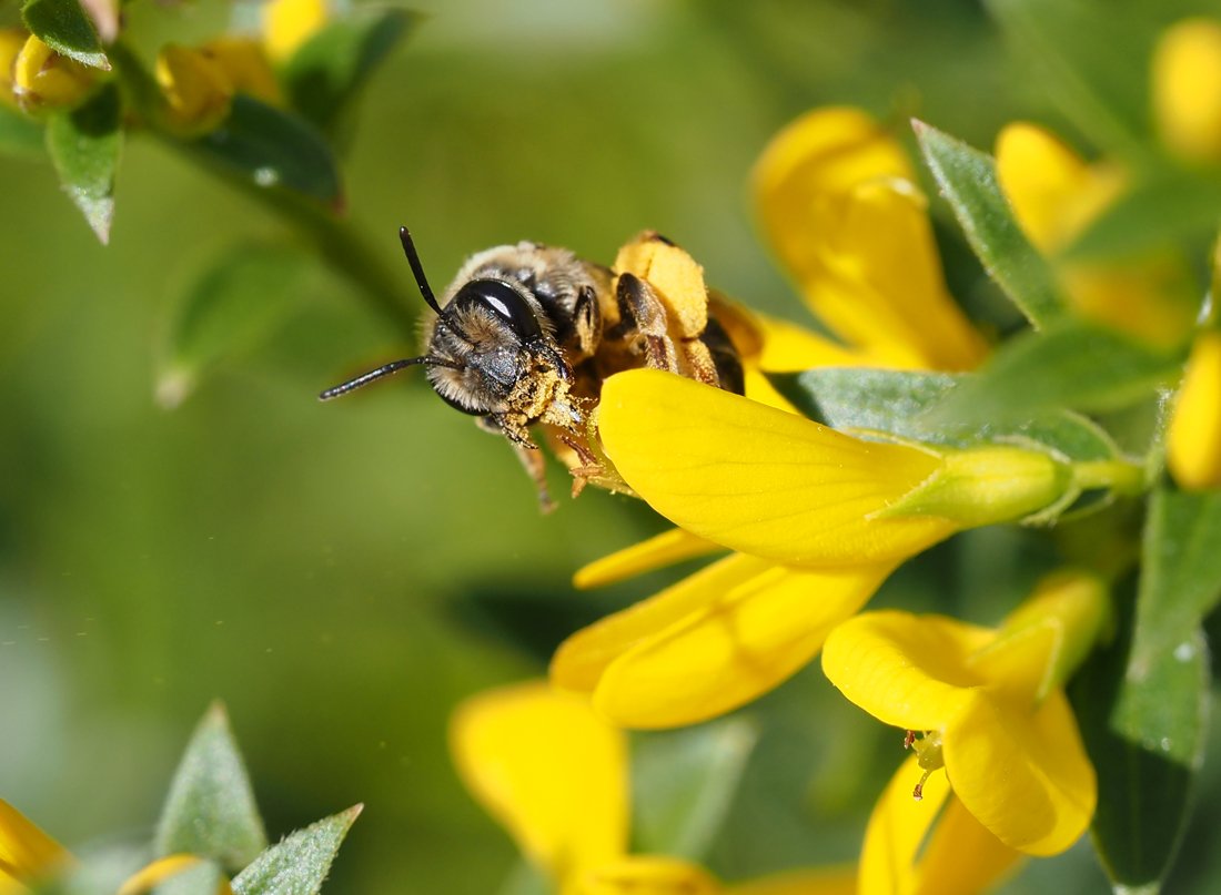 /Andrena ovatula - portrét.