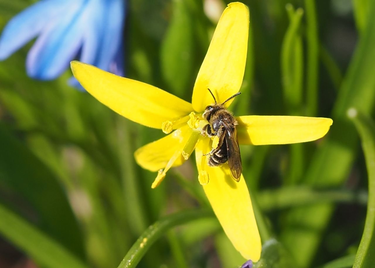 /Andrena minutula saje nektar.