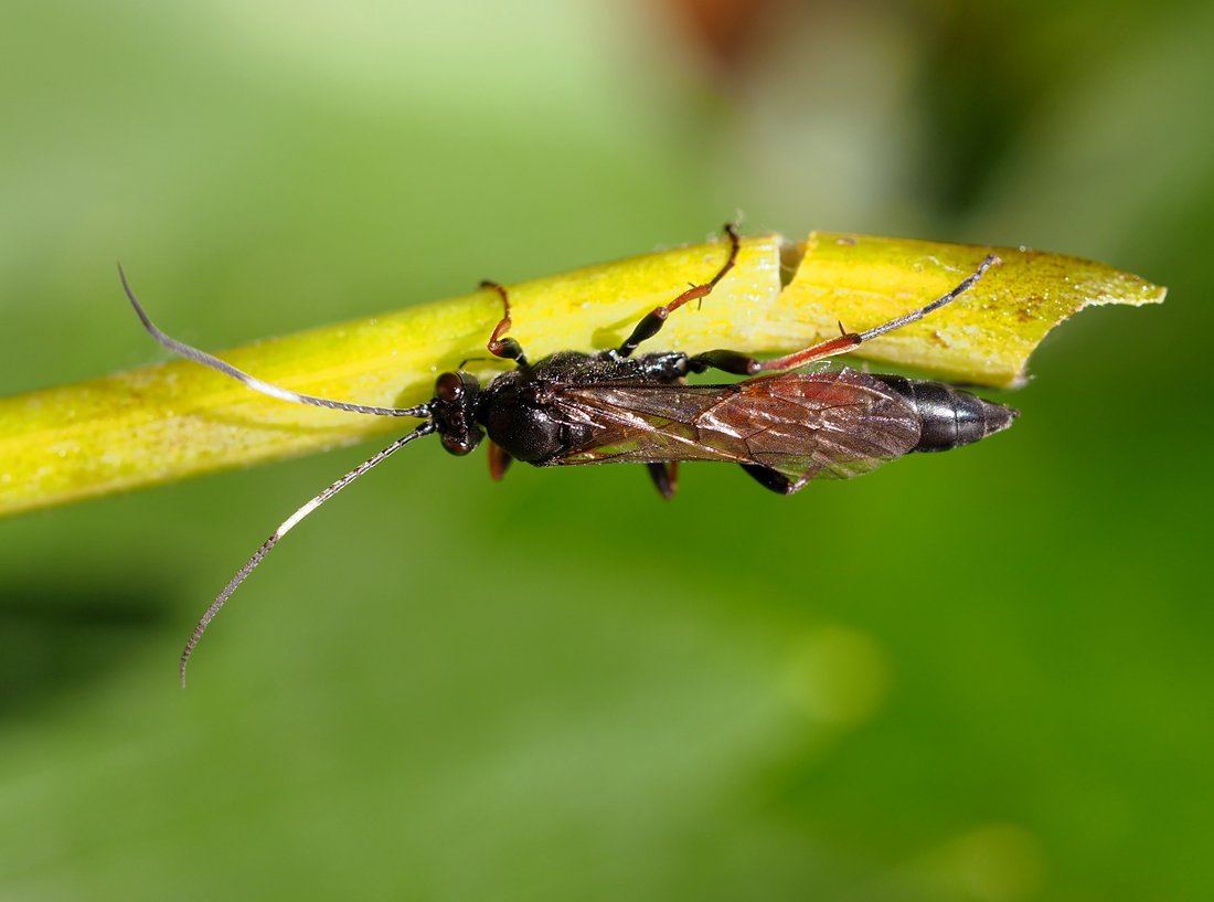 /Lumek Stenichneumon culpator, foto shora. /Lumek Stenichneumon culpator, foto shora.