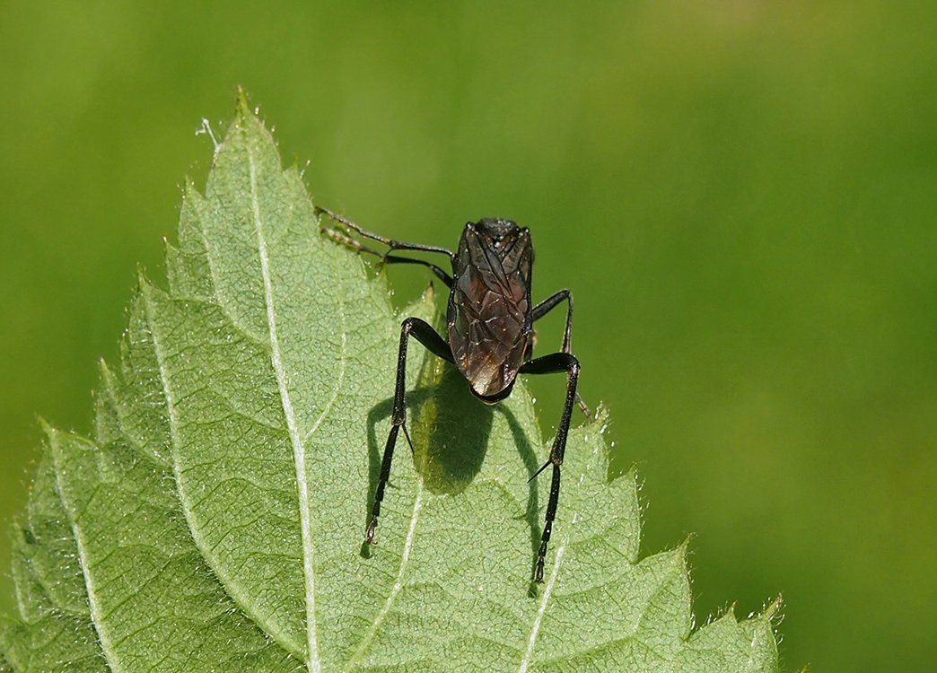/Pilatka Macrophya, fotografovaná zezadu.