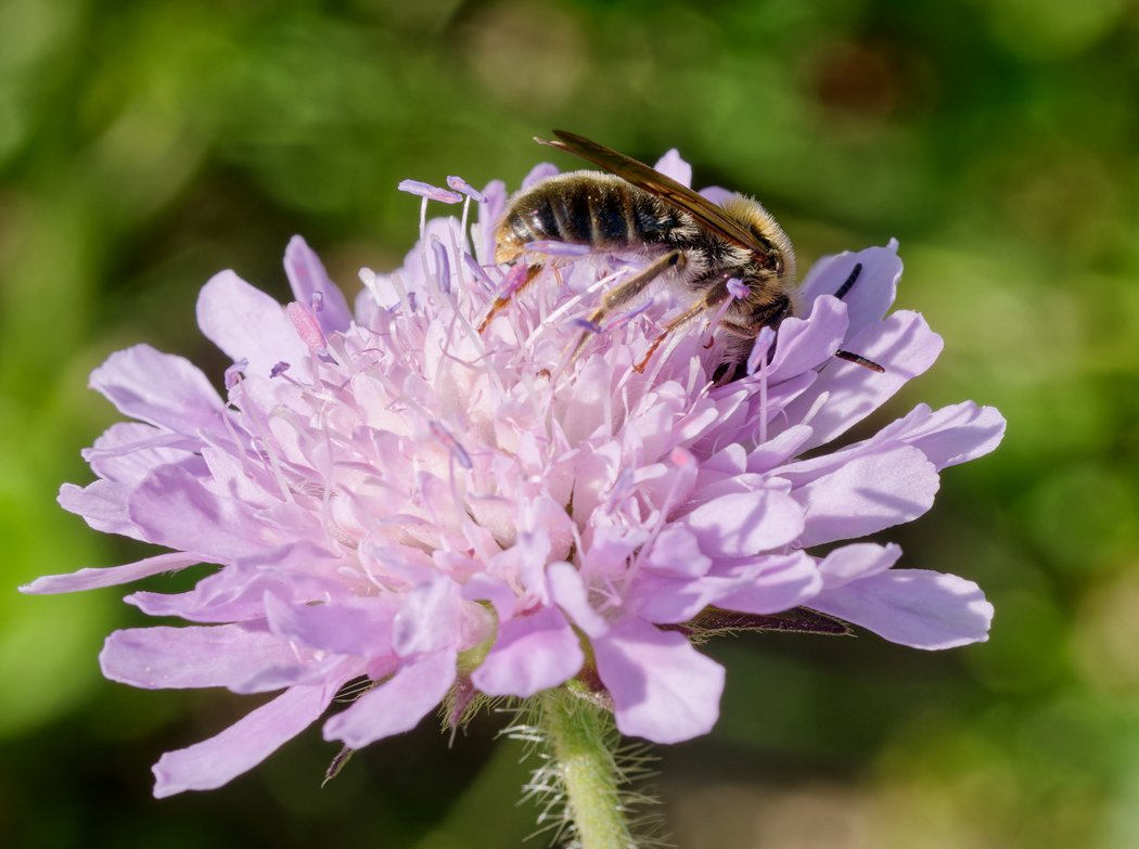 /Andrena hattorfiana, sameček má zadeček bez červené kresby.