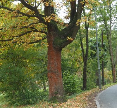 Červené řasy na kmenech stromů