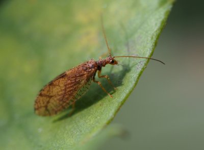 Denivka Micromus angulatus v říjnu.