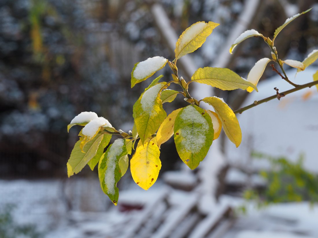 /Vrba jíva, větvička s listy pod sněhem. /Vrba jíva, větvička s listy pod sněhem.