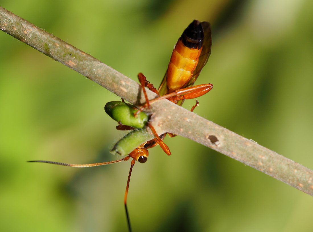 /Lymantrichneumon disparis, zobrazená břišní část.