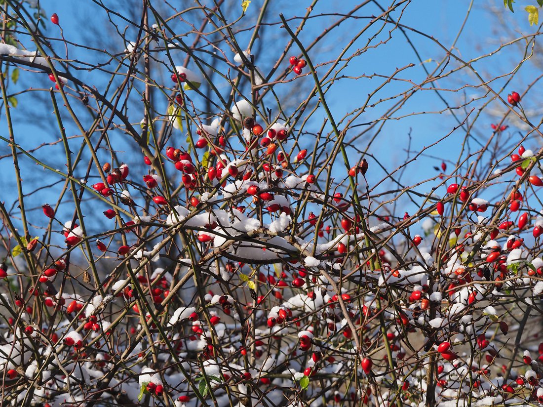/Zralé šípky pod sněhem. /Zralé šípky pod sněhem.