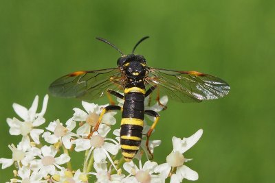 Tenthredo amoena  -  pilatka