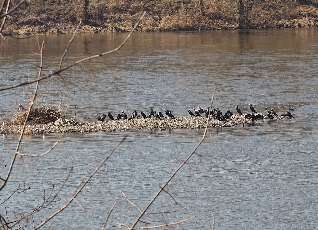 /Kormoráni na ostrůvku. /Kormoráni na ostrůvku.