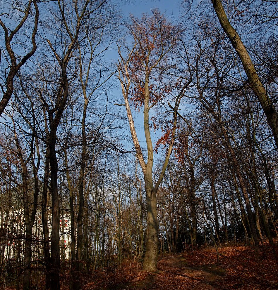 /Nebezpečný strom za Hvězdou.