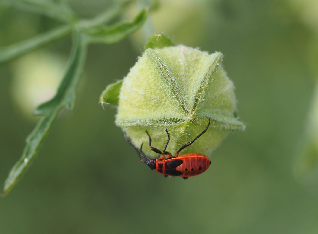 /Malva alcea - ruměnice pospolná vysává nedozrálý plod. /Malva alcea - ruměnice pospolná vysává nedozrálý plod.