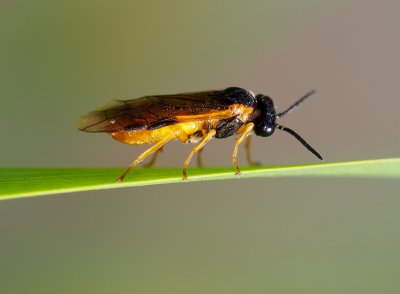 Selandria melanosterna - pilanka