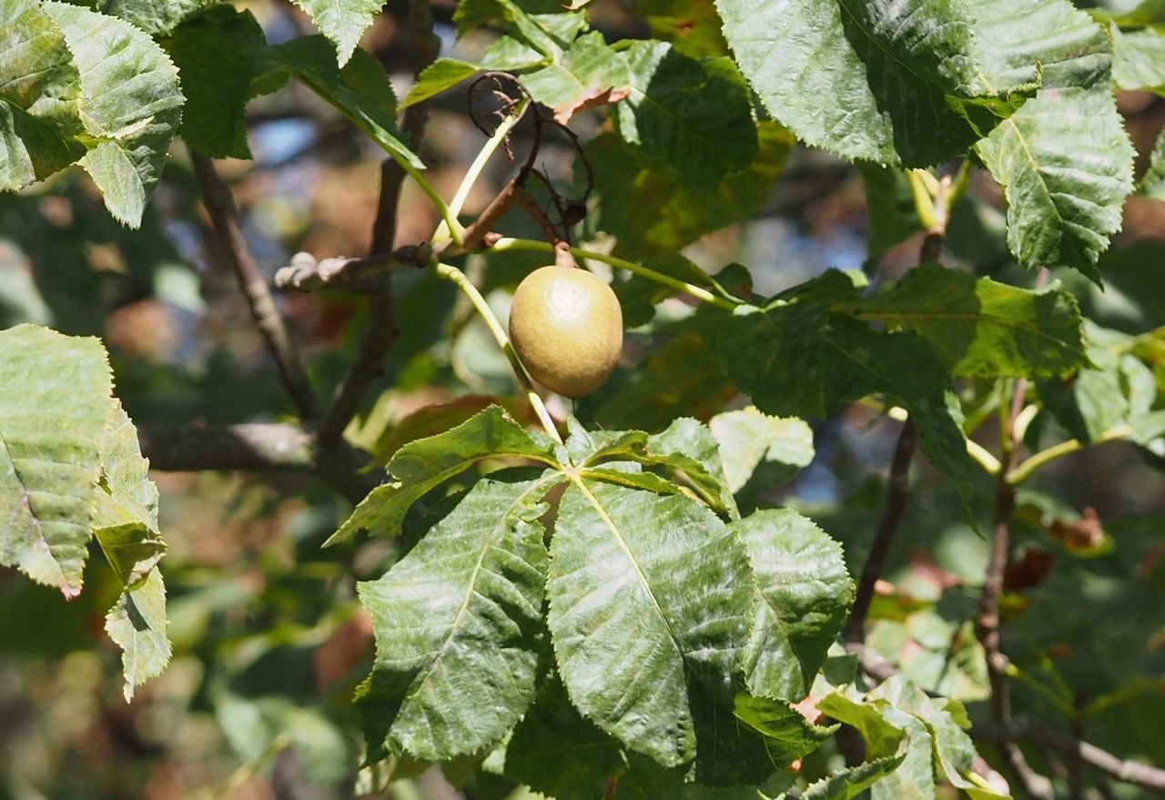/Jírovec pleťový. Na začátku září má zelené nepoškozené listy a plod bez ostnů.