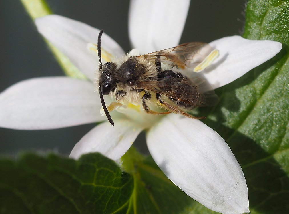 /Andrena florivaga, sameček na květu snědku.