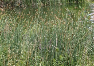 Skřípinec jezerní