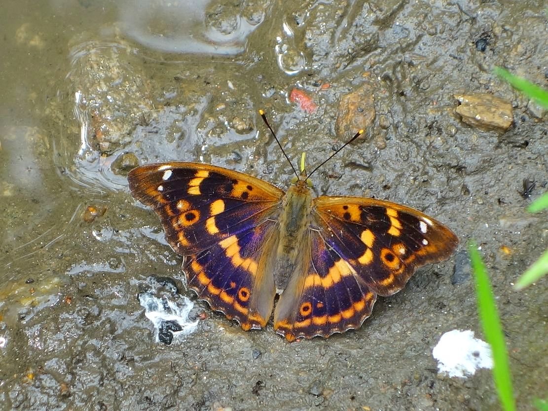 /Batolec červený, forma clytie. /Batolec červený, forma clytie.