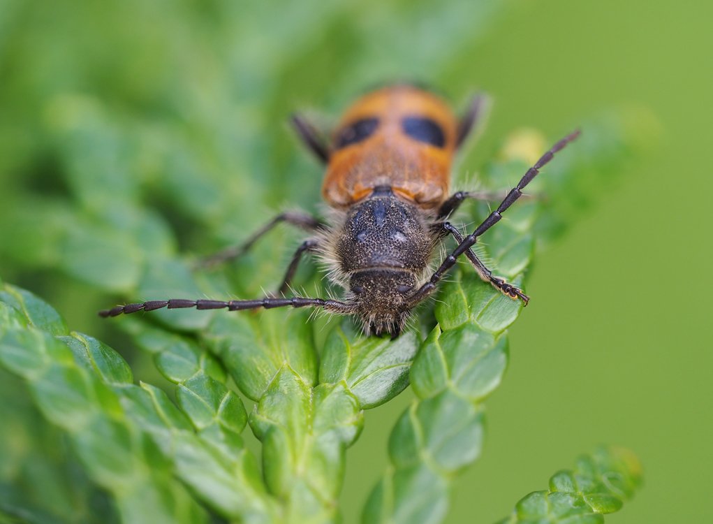 /Semanotus russicus, hlava a tykadla. /Semanotus russicus, hlava a tykadla.
