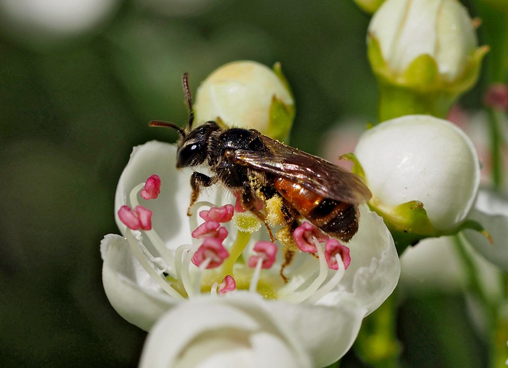 /Andrena labiata, samička na květu hlohu.