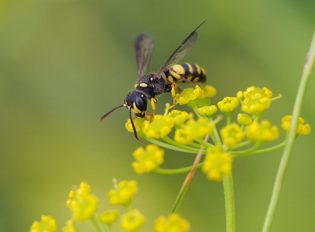 /Cerceris quadricincta, foto z boku.