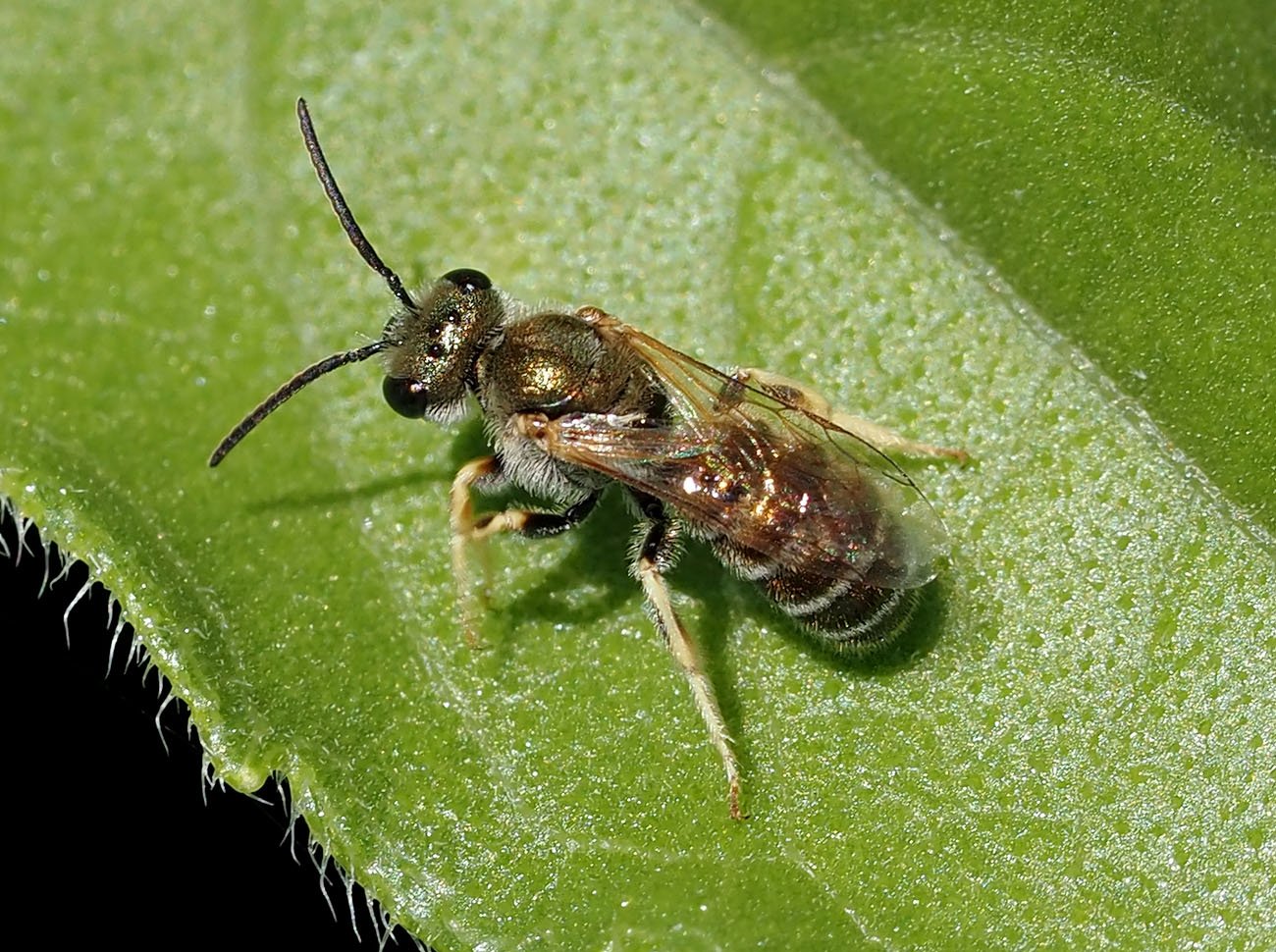 /Halictus subauratus -sameček. Foto srpen 2026 /Halictus subauratus -sameček. Foto srpen 2026