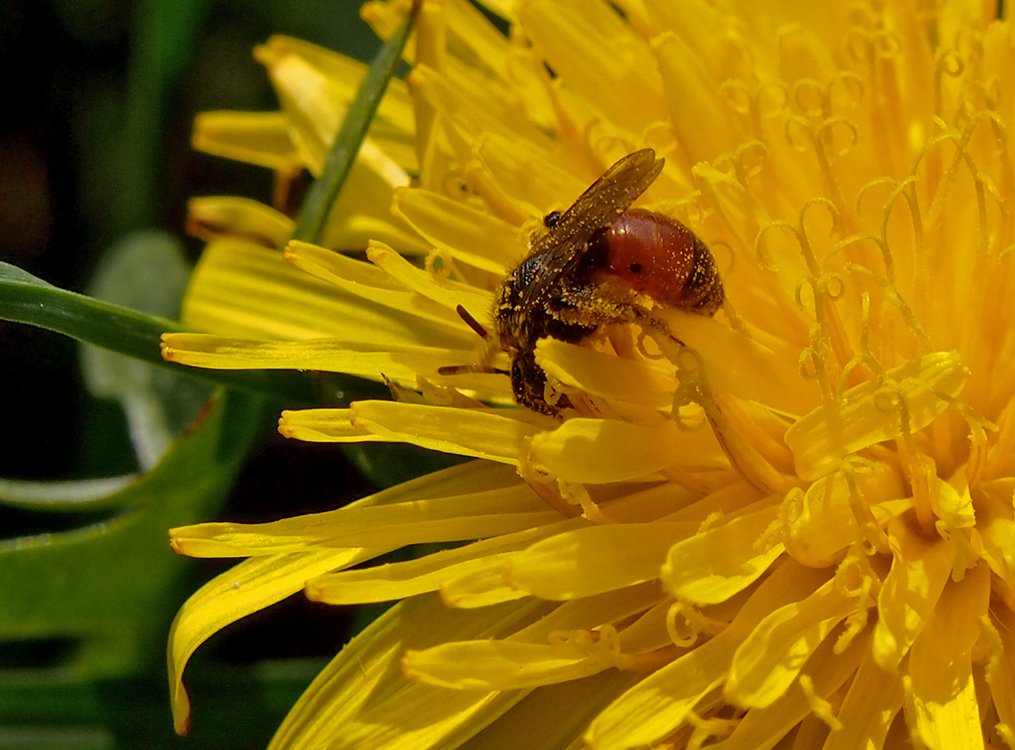 /Pískorypka Andrena labiata se krmí nektarem v květu pampelišky.