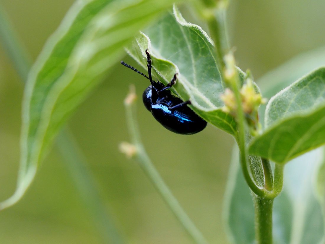 /Mandelinka tolitová - Chrysolina aurichalcea na tolitě lékařské.