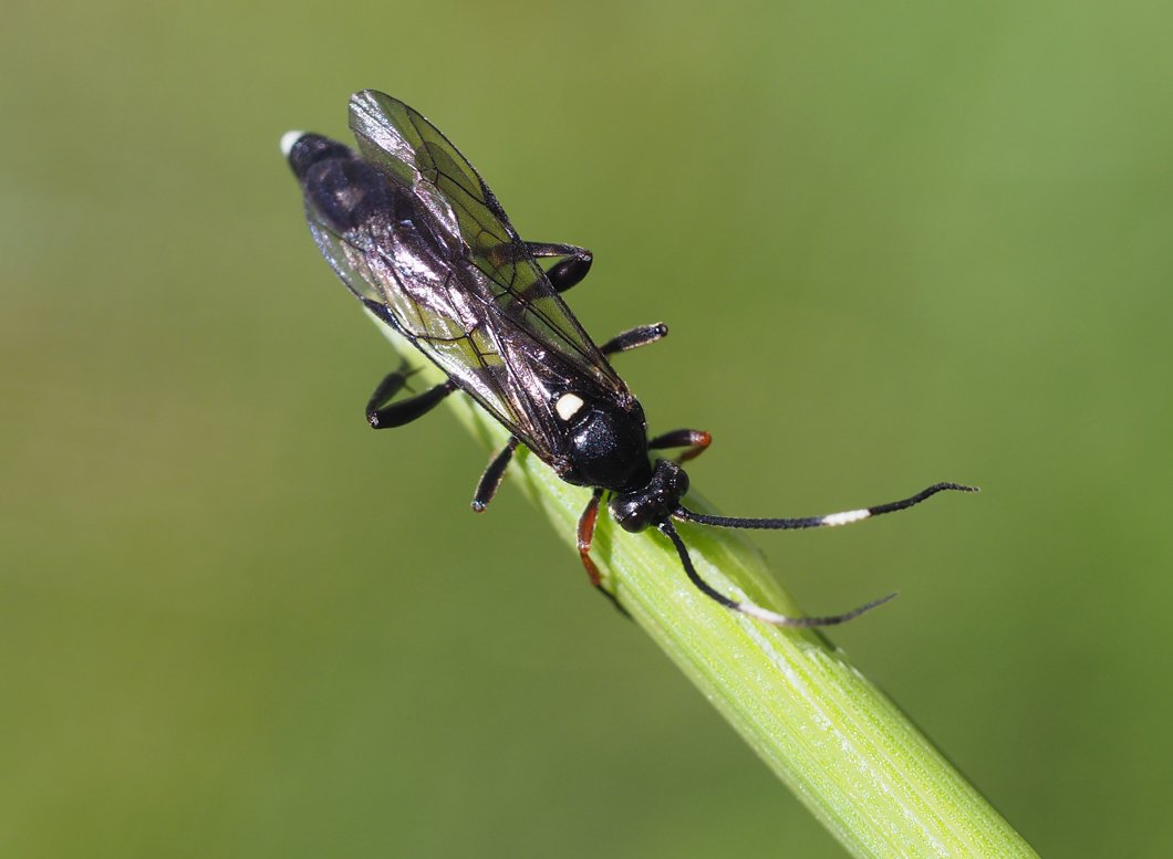 /Lumek, větší druh s načervenalýma předníma nohama.